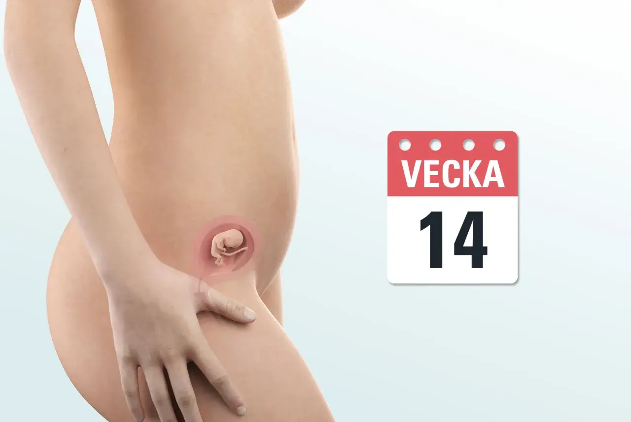 Gravidmage vecka 14 med en illustration av fostret. Kalendern visar tydligt att det är vecka 14.
