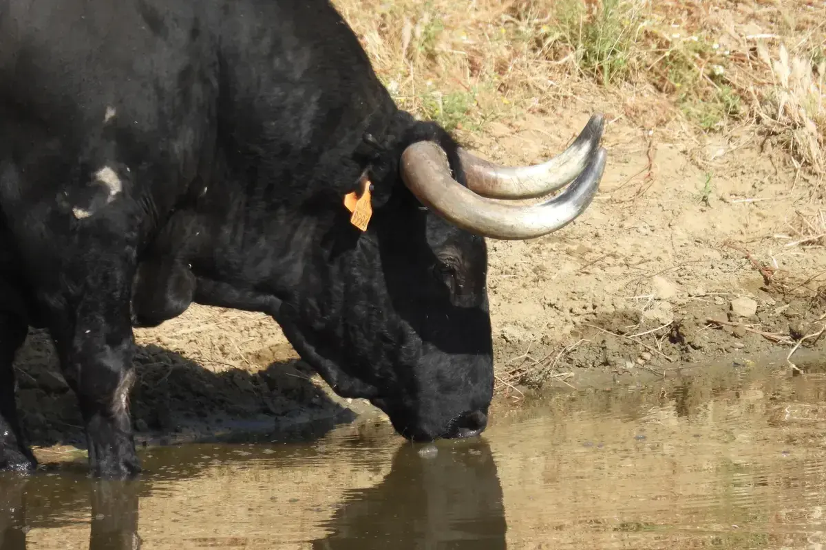 Toro negro de **ganadería Las Ramblas** bebe agua en un charco.