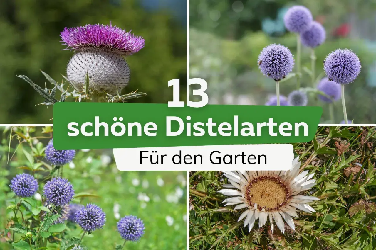 Vier Bilder zeigen verschiedene schöne Distelarten für den Garten: eine große violette Distel, kugelige blaue Blüten und eine weiße Distel.