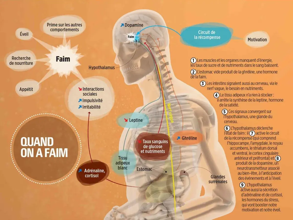 Schéma expliquant la sensation de faim : l'hypothalamus, la ghréline, la leptine et le circuit de la récompense sont impliqués.