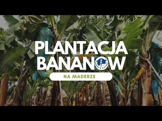 Gdzie rosną banany? Odwiedź plantacje na Kanarach i Maderze!