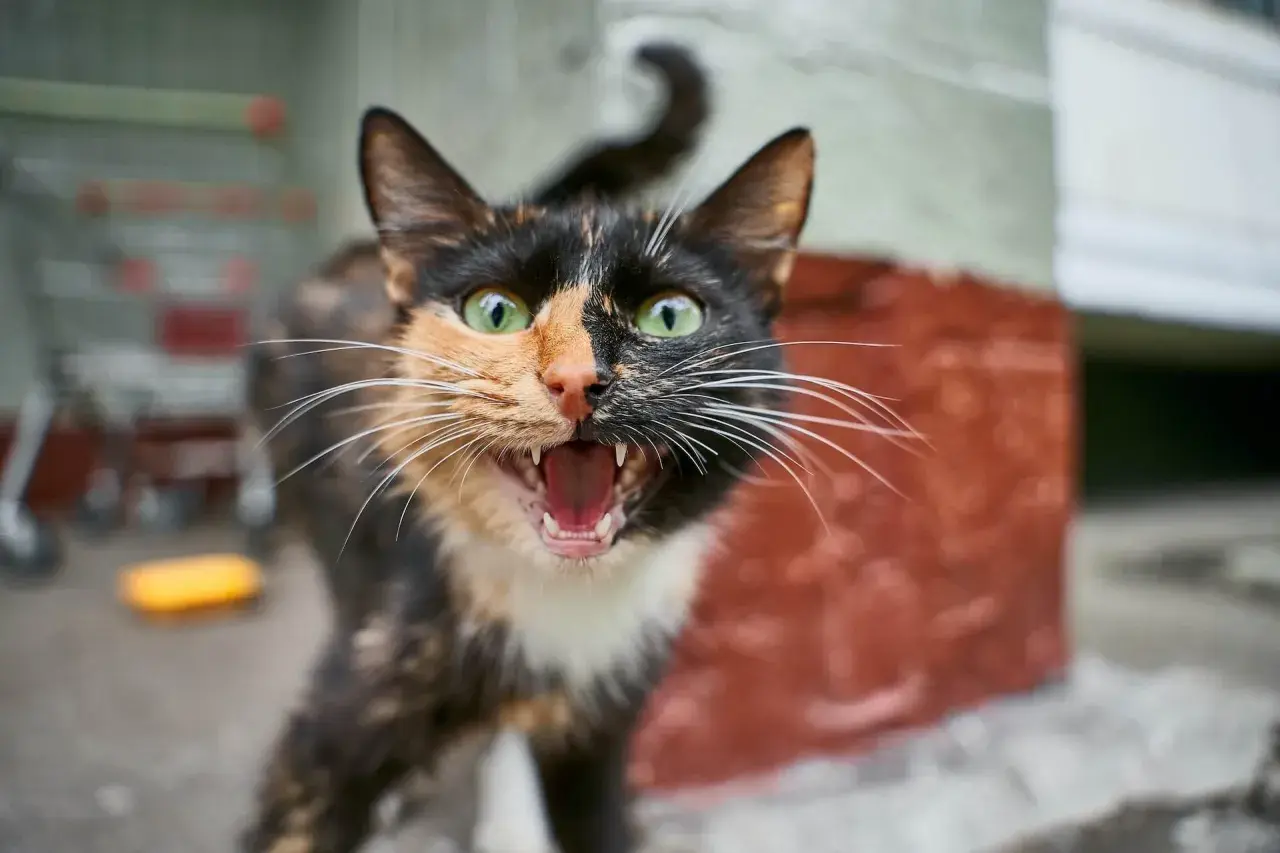 A calico cat with wide green eyes and an open mouth, showing fangs, explains why do cats hiss: they feel threatened.