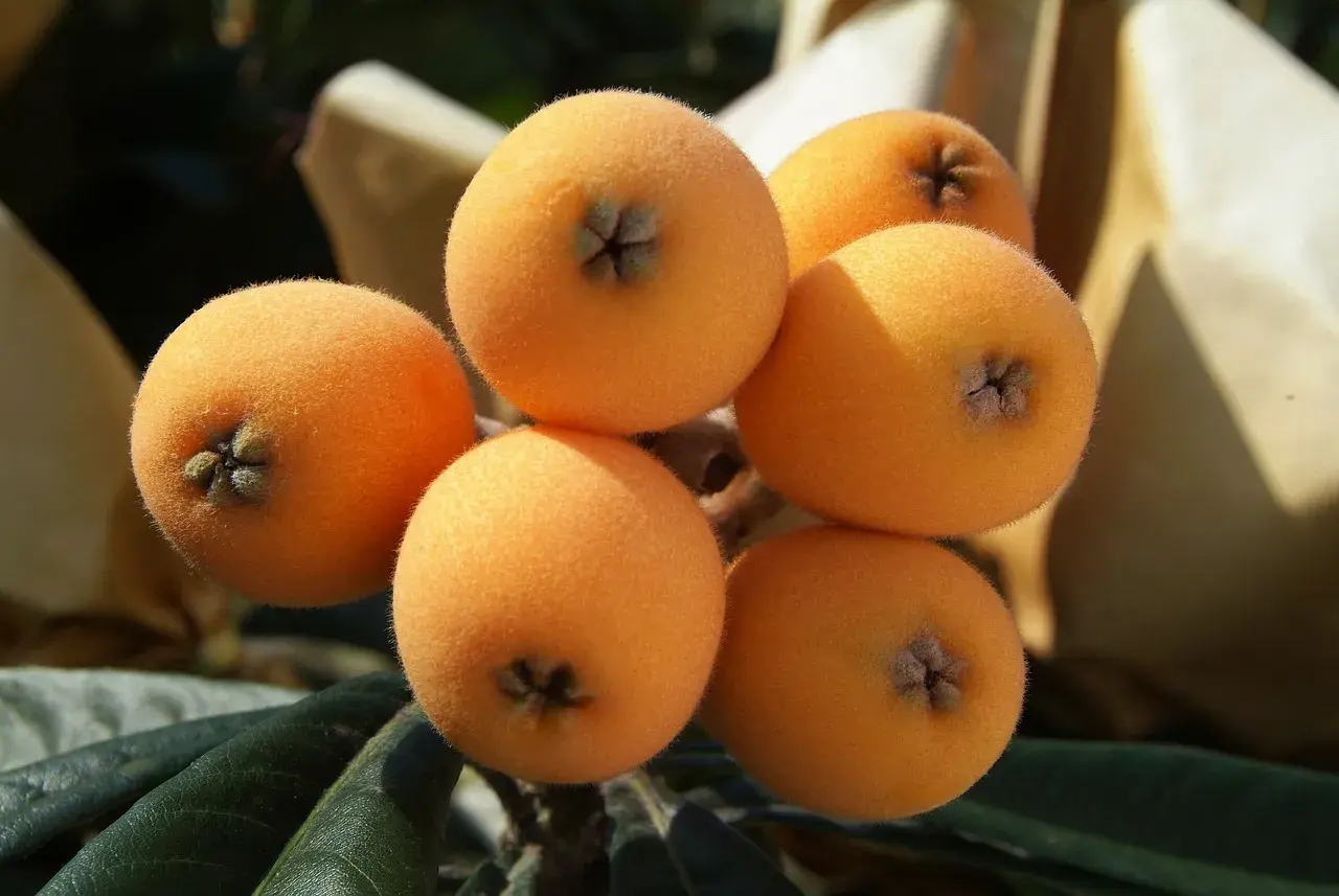 Un racimo de nísperos anaranjados y peludos, listos para ser disfrutados por sus propiedades.