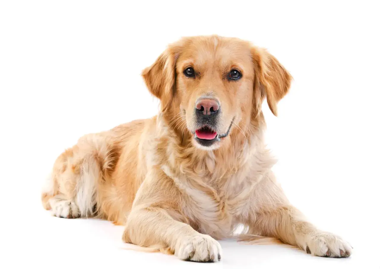Jaką karmę dla golden retrievera wybrać, aby uniknąć problemów zdrowotnych?
