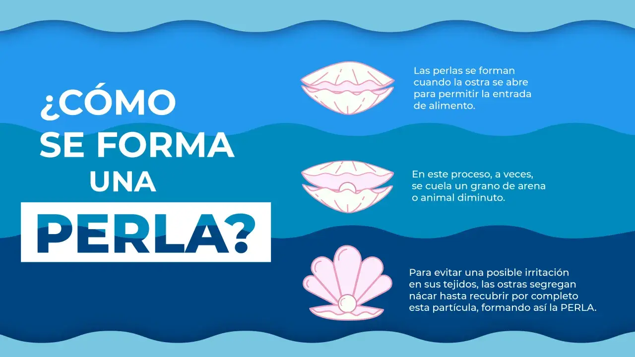 Ilustración explica cómo se forma una perla en una ostra. Las perlas se forman cuando la ostra se abre para alimentarse, y a veces, un grano de arena o un diminuto animal queda atrapado.