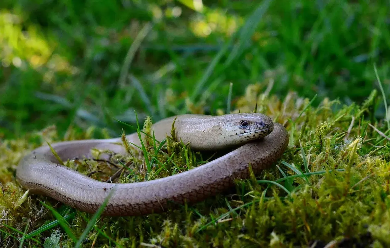Eine Blindschleiche schlängelt sich durch das grüne Gras und Moos im Garten.