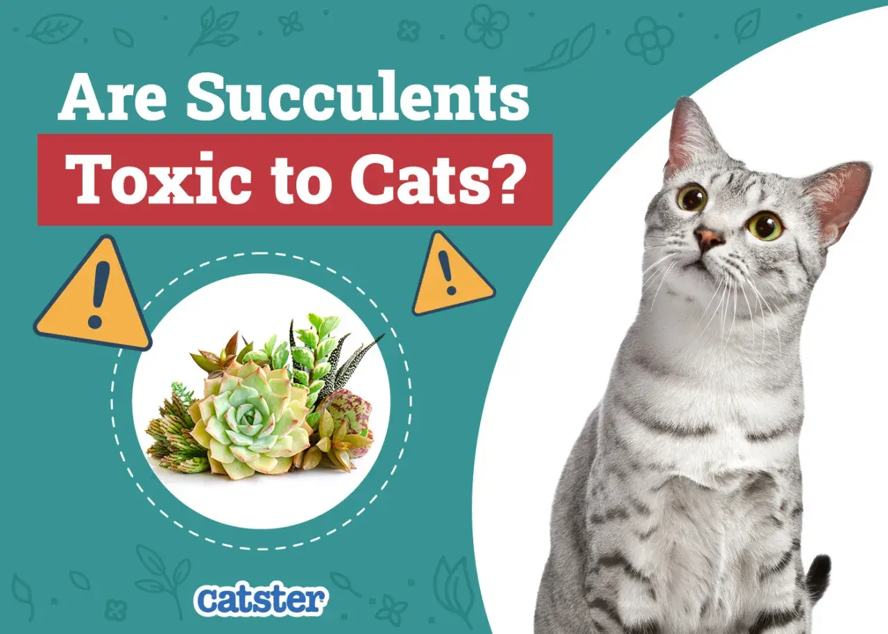 A curious cat looks up at a graphic asking "Are Succulents Toxic to Cats?" with a warning sign and a cluster of succulents.