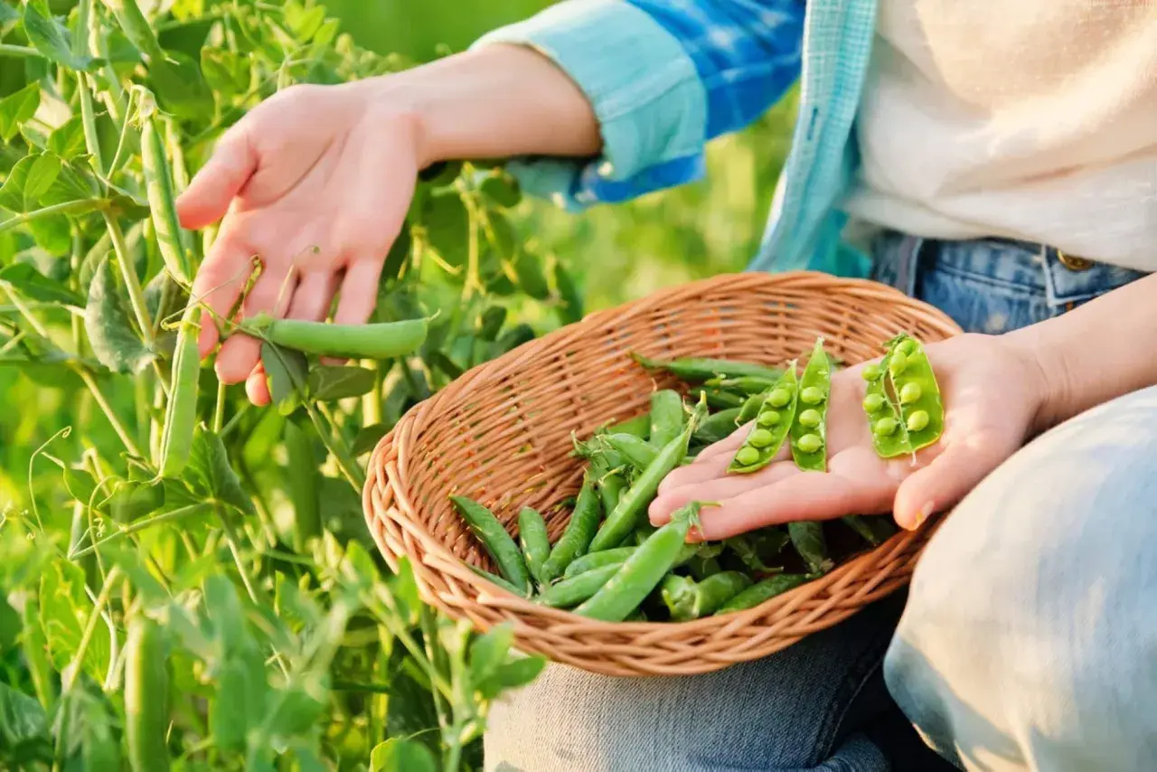 Main d'une personne récoltant des petits pois dans un champ, remplissant un panier. Les pois sont frais et verts.