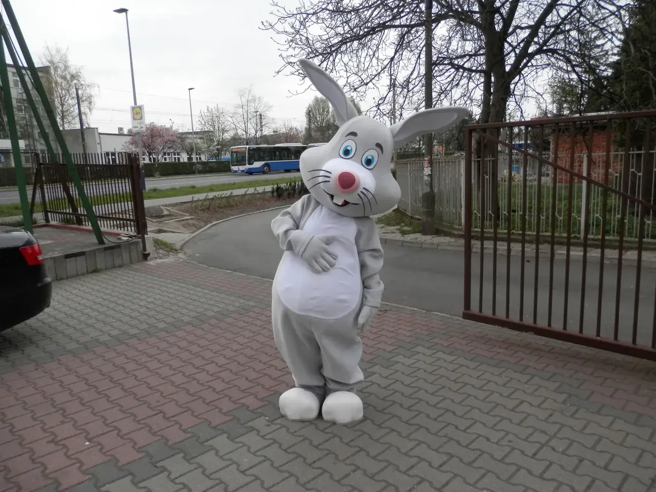 Strój zająca z dużymi uszami i białym brzuchem stoi na chodniku z kostki brukowej.