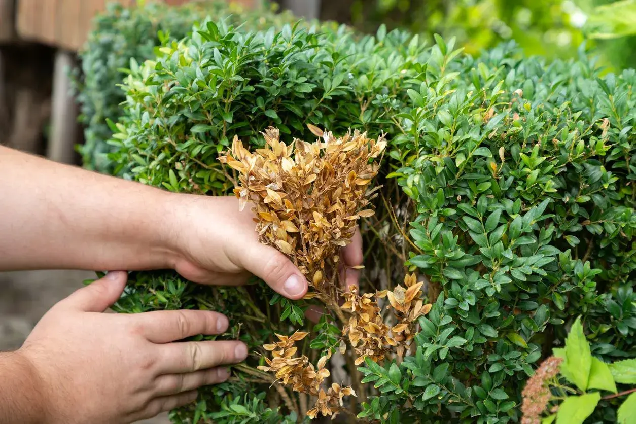 Mains inspectent un buis atteint par la pyrale du buis, retirant des branches sèches et brunes.