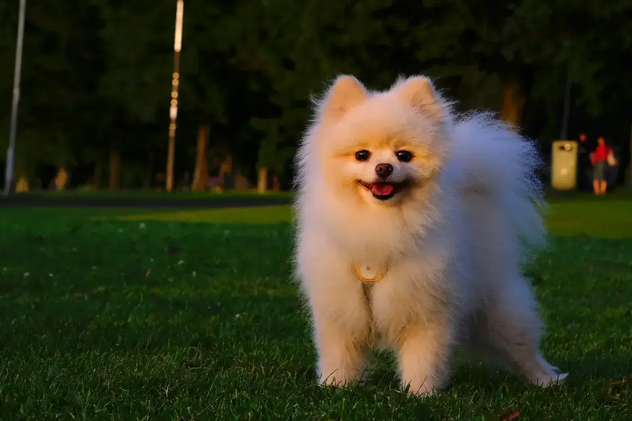 Uroczy pomeranian, rasa psa znana z puszystej sierści, radośnie pozuje na trawie w parku.