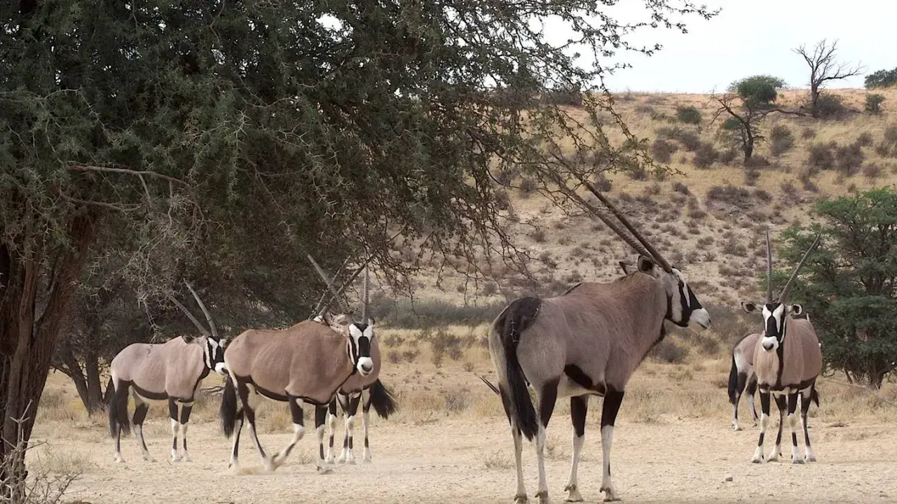 Un grupo de oryx animal africano, con sus distintivas marcas faciales y cuernos largos, se refugian bajo la sombra de un árbol en un paisaje árido.