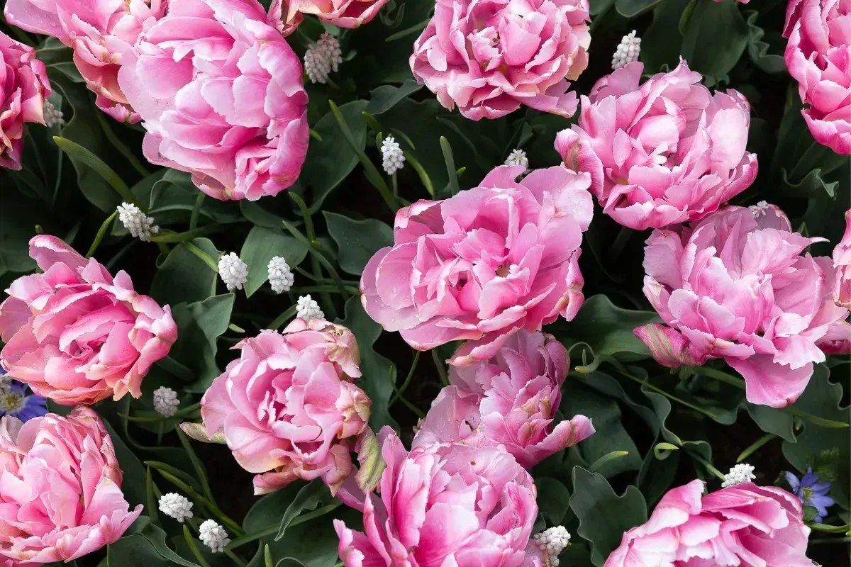 Różowe, pełne tulipany i drobne białe kwiatki. Idealny widok, kiedy najlepiej do Keukenhof, by podziwiać wiosenną feerię barw.
