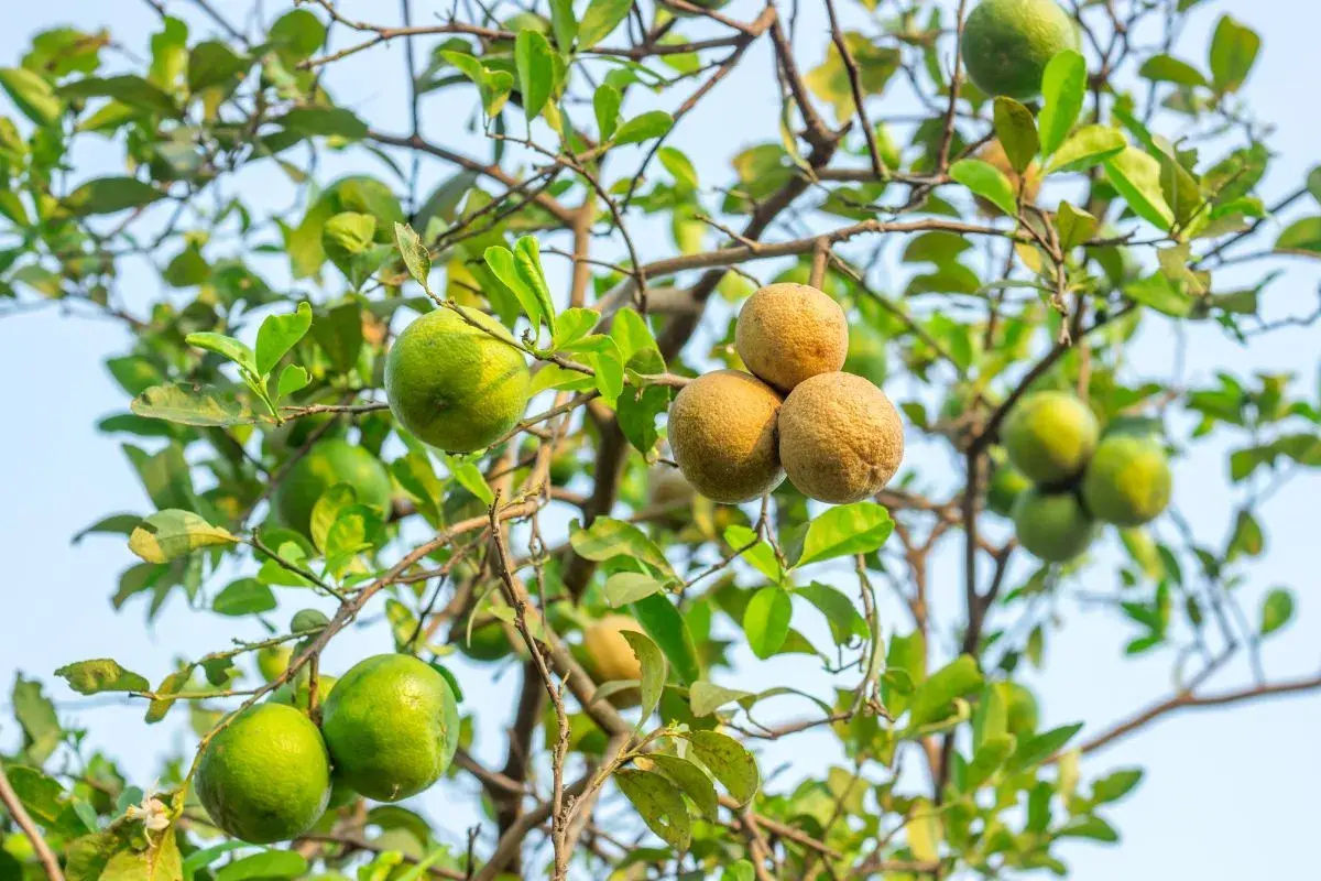 Limoni verdi e alcuni frutti secchi, forse un limone mal secco, pendono da un ramo con foglie verdi.