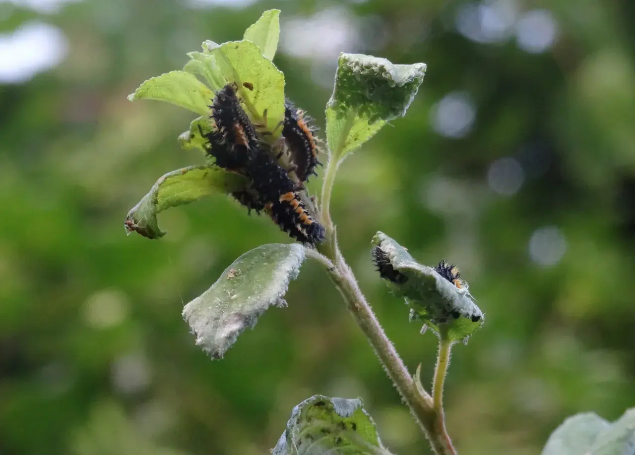 Plusieurs larves de coccinelles, ressemblant à des capucines pucerons, dévorent une feuille verte.