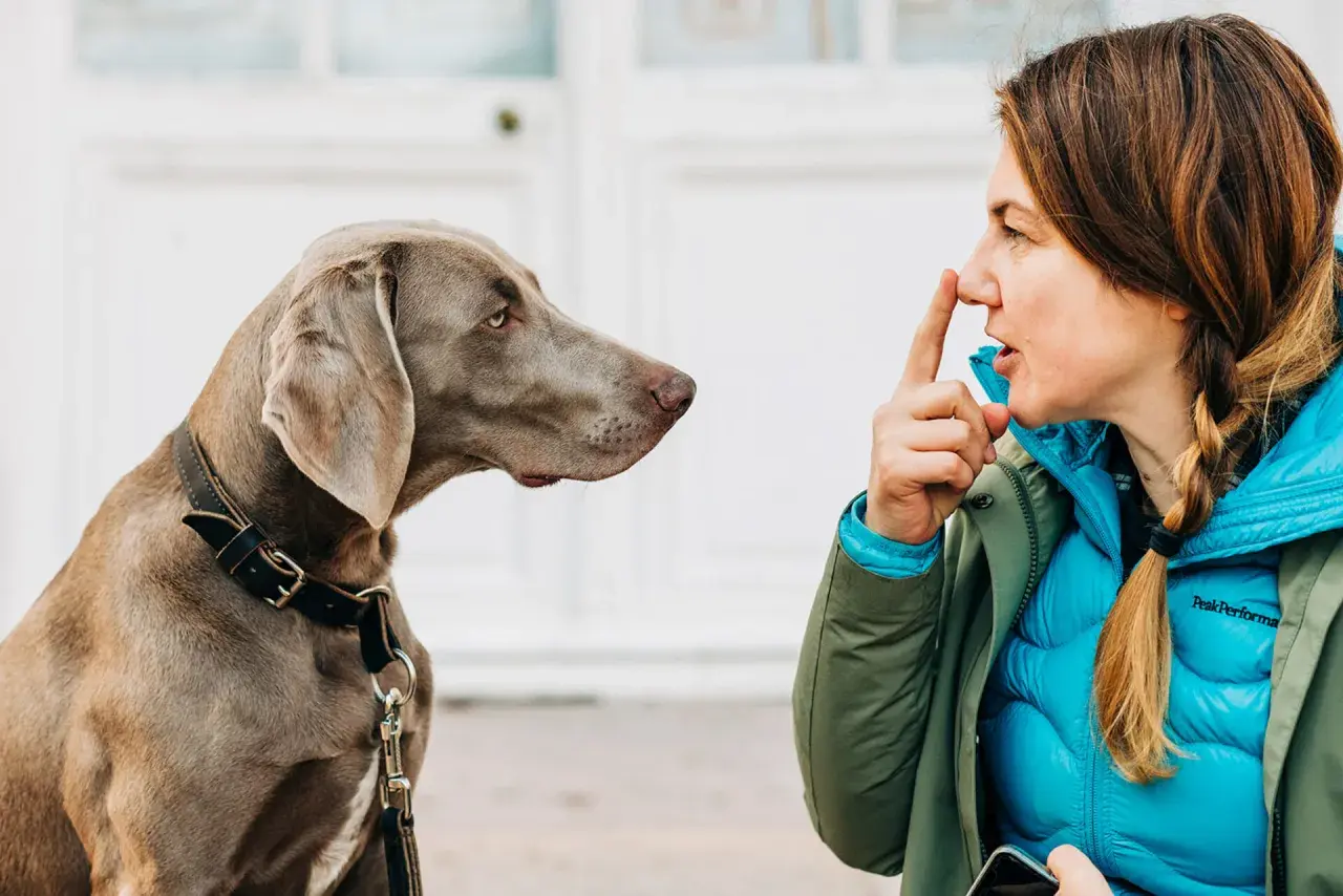 Ein Weimaraner und eine Frau im **Blickkontakt Hund**. Sie hält einen Finger vor ihren Mund, als würde sie ein Geheimnis teilen.