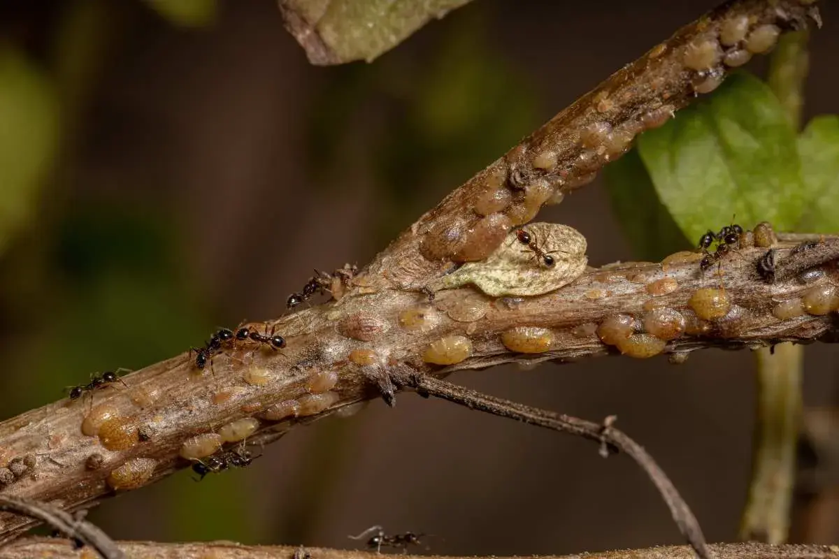 Des fourmis protègent une colonie de cochenilles à carapace, montrant une étape du cycle de vie de ces insectes.