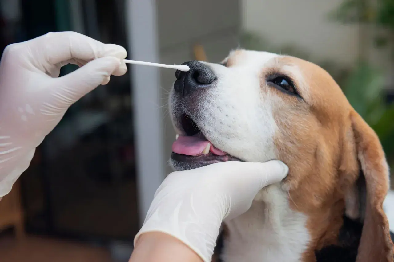 A gloved hand gently swabs a beagle's nose, a test to see if dogs can get salmonella.