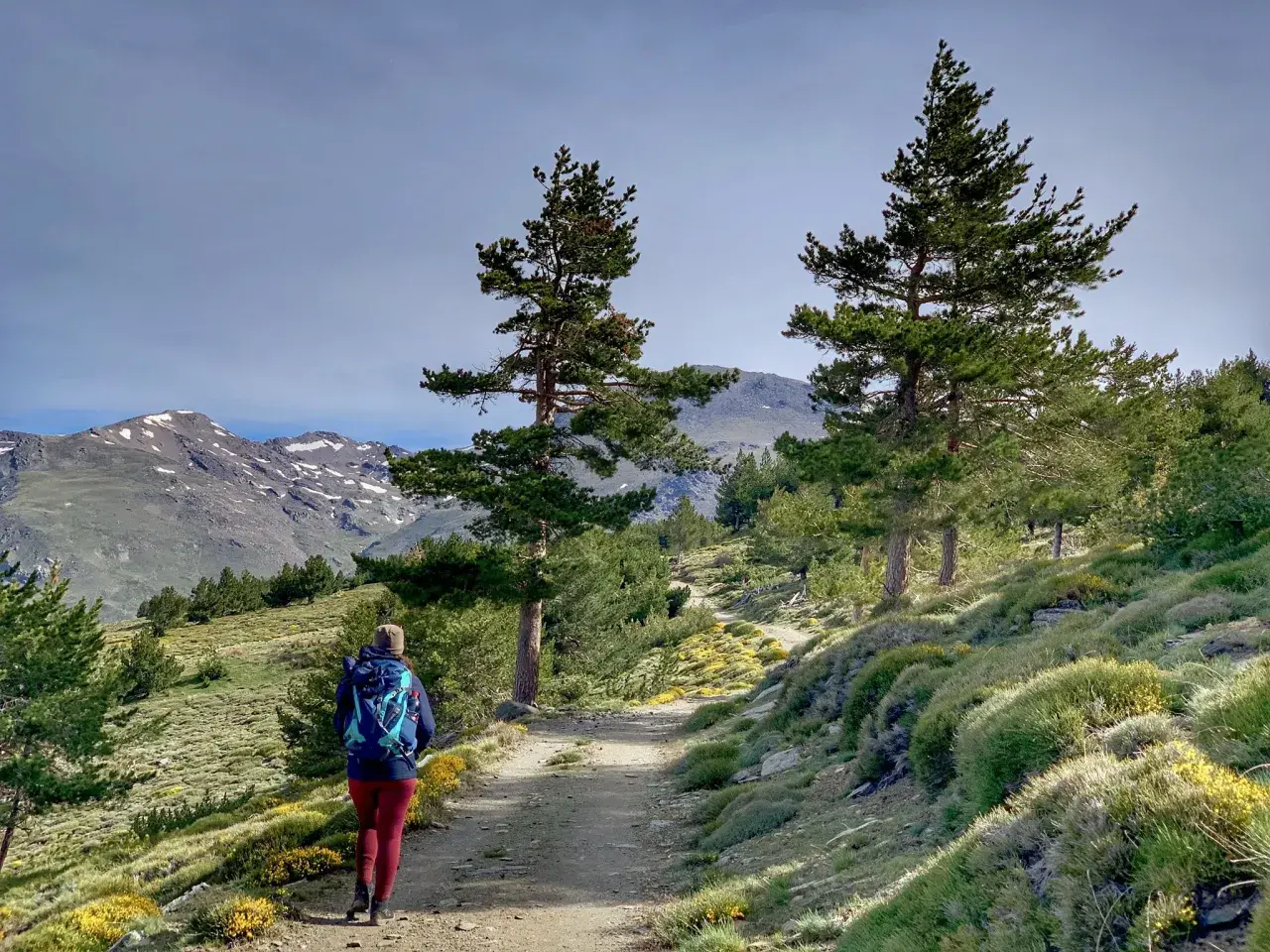 Senderista camina por un sendero de montaña, disfrutando de las vistas de las cumbres nevadas y la vegetación. Un día perfecto para las rutas de senderismo en Capileira.