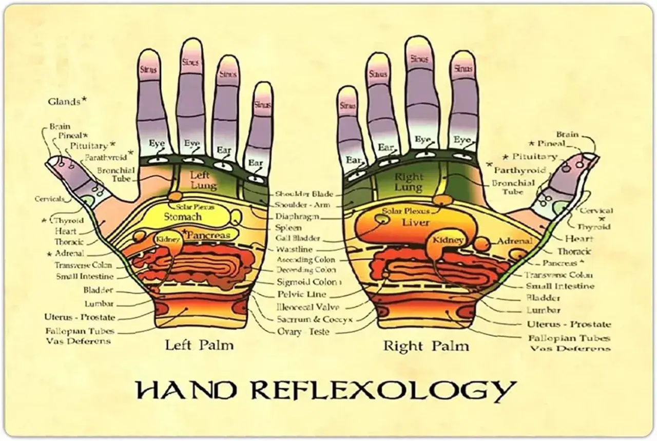 Diagramma della riflessologia mano, che mostra le zone riflesse degli organi e delle ghiandole su palmo sinistro e destro.