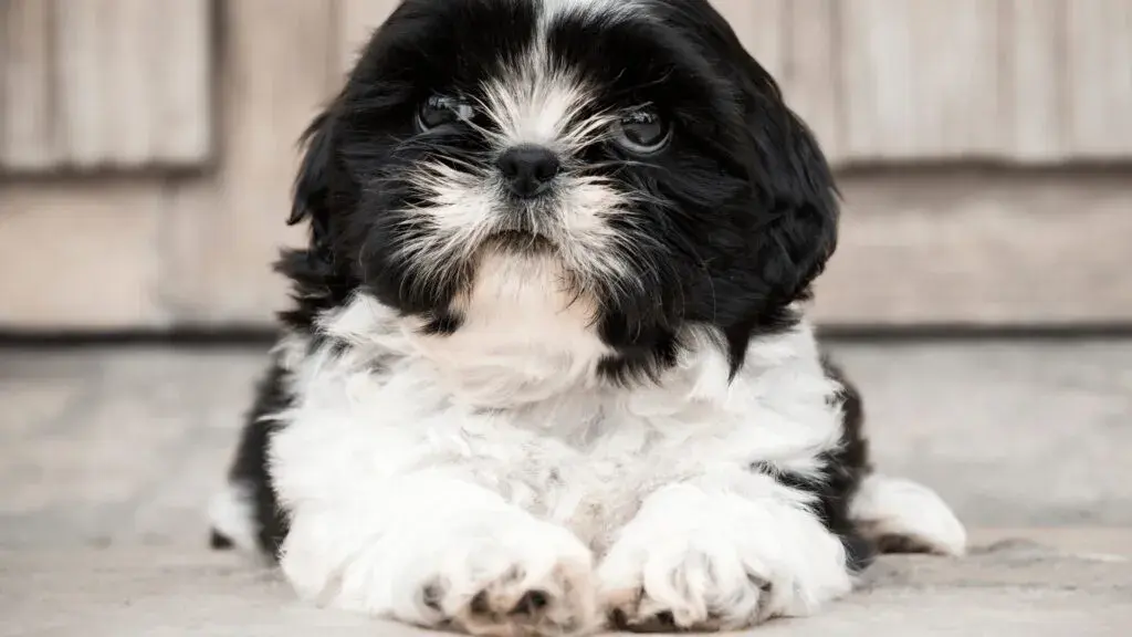 Czy shih tzu uczula? Odkryj prawdę o alergiach i psach