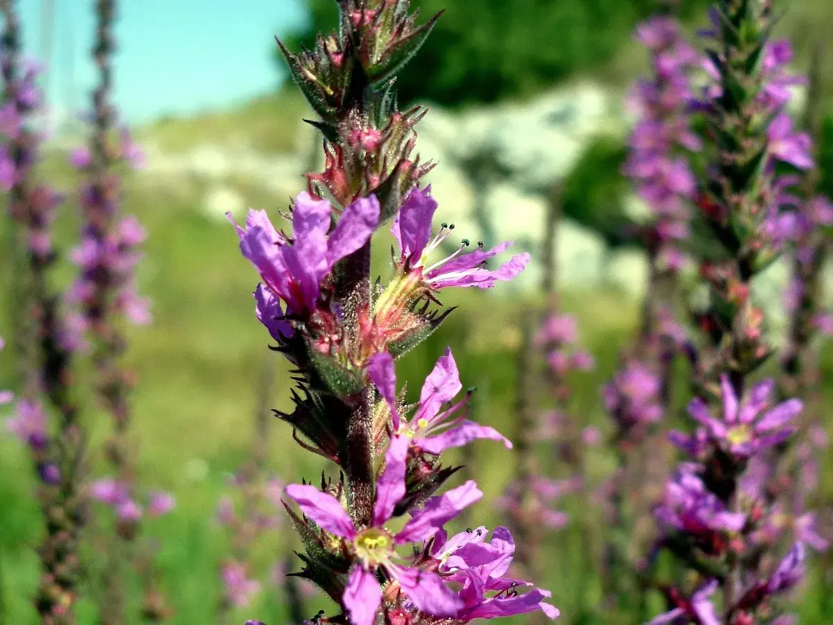 Nahaufnahme von violetten Blutweiderich-Blüten, die sich im Sommer vermehren.