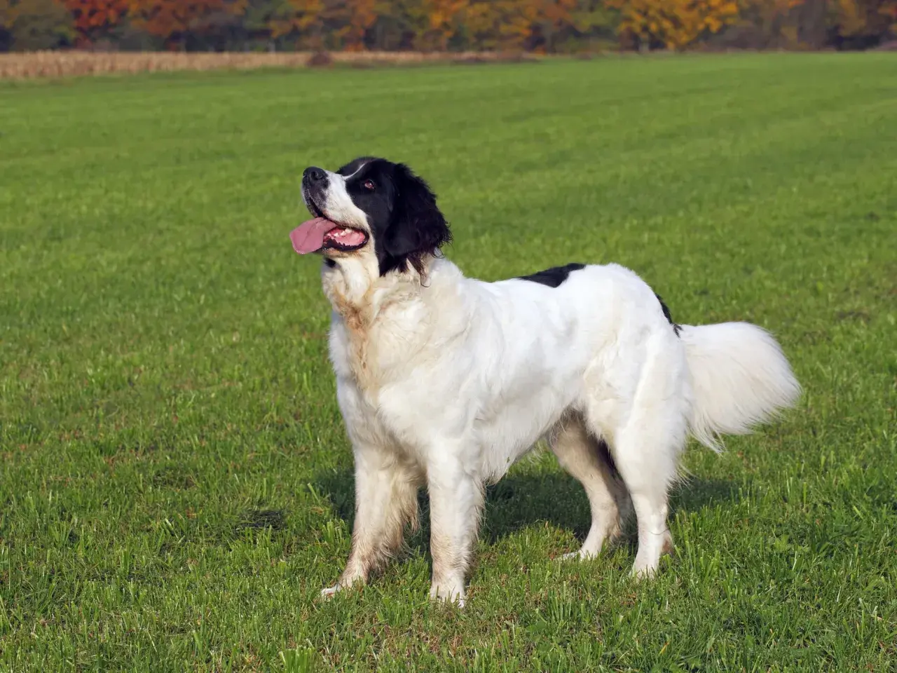Ein großer, schwarz-weißer Landseer mit treuem Blick und wedelndem Schwanz steht auf einer grünen Wiese. Sein sanfter Landseer Charakter strahlt Ruhe aus.