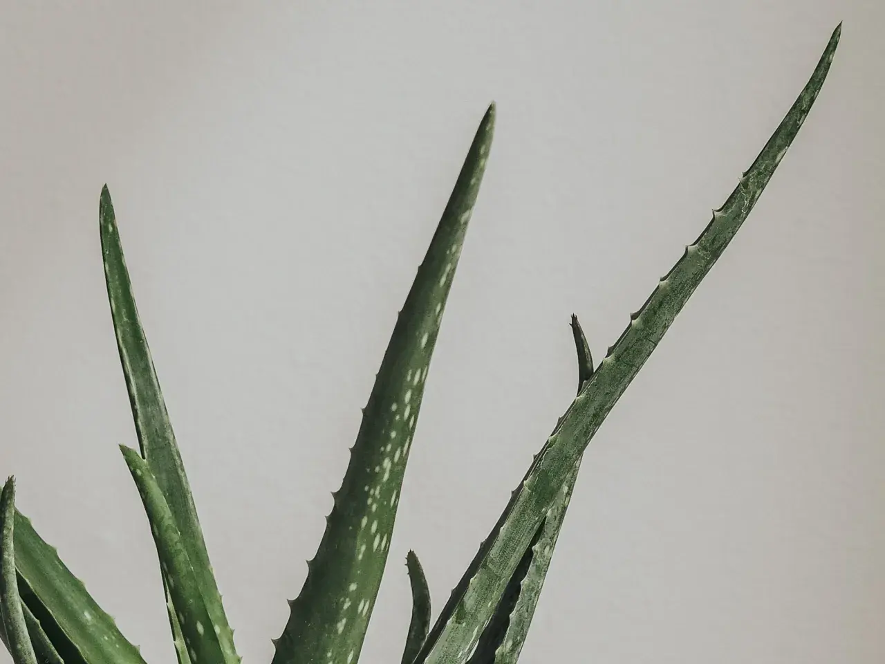 Gröna, taggiga blad från en aloe vera blomma sträcker sig mot en ljus bakgrund.