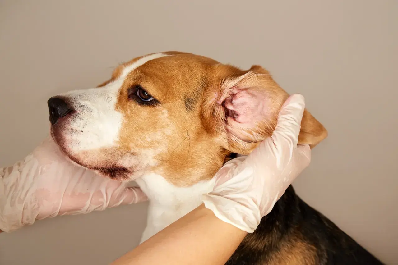 Mani guantate esaminano l'orecchio di un beagle, forse per un'otite.