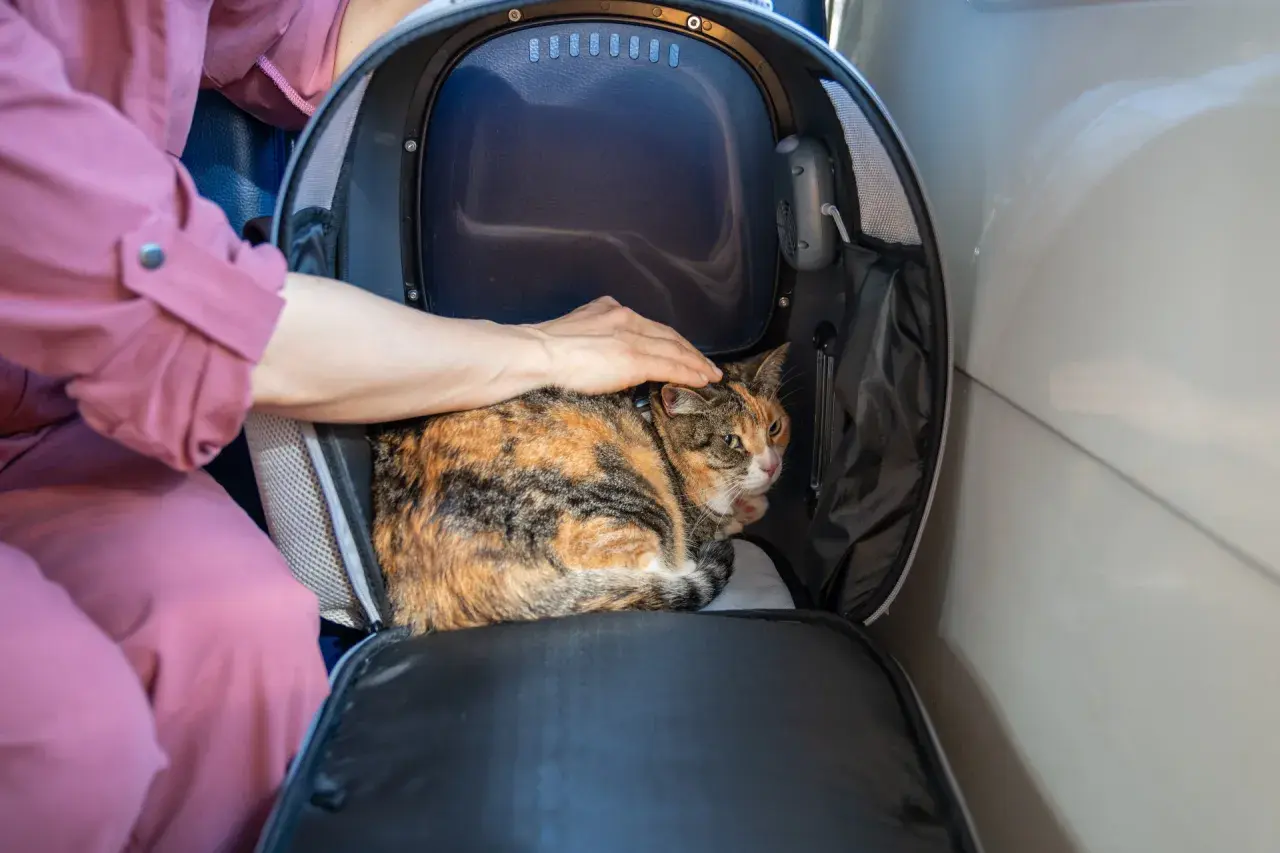 Kot w transporterze, głaskany przez rękę osoby w różowej bluzie.