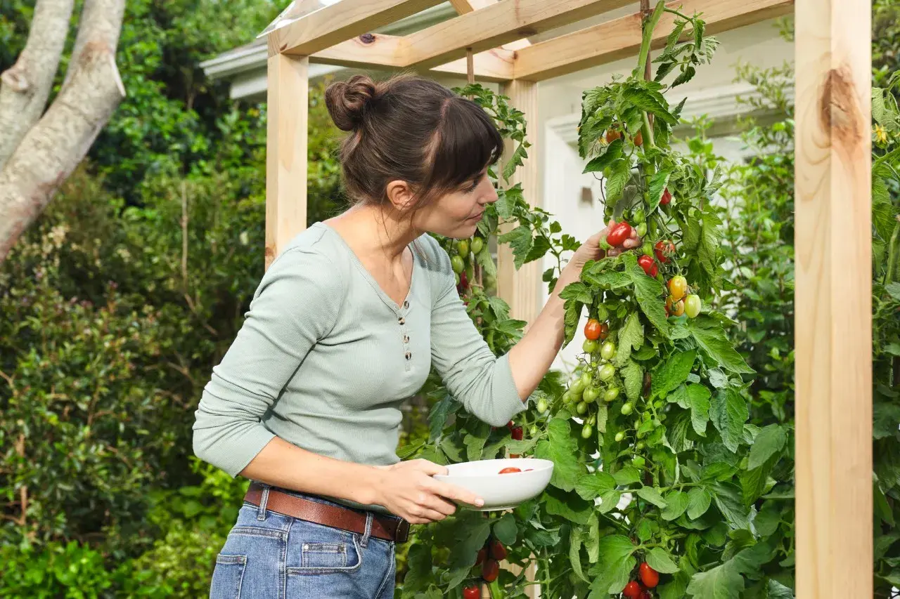 Mujer recogiendo tomates maduros en un invernadero casero para tomates.