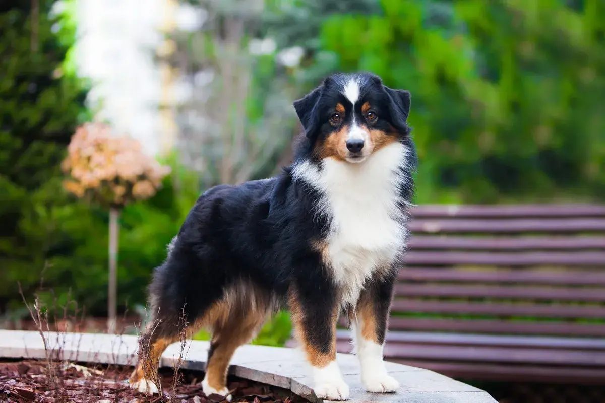 Ein Mini Australian Shepherd mit typischem Charakter, steht im Garten.