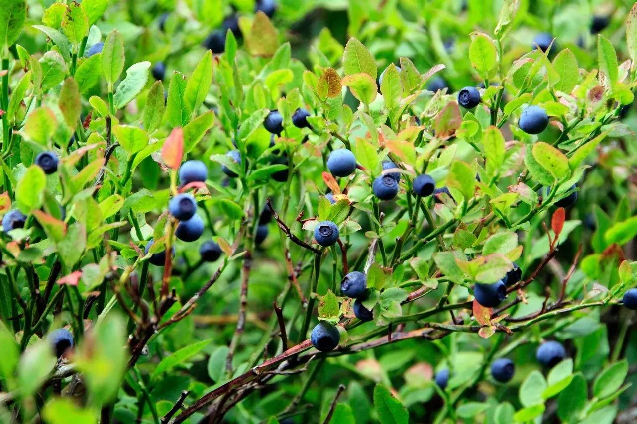 Reife wilde Heidelbeeren an einem Strauch. Die Wirkung von wilden Heidelbeeren ist bekannt für ihre Antioxidantien.