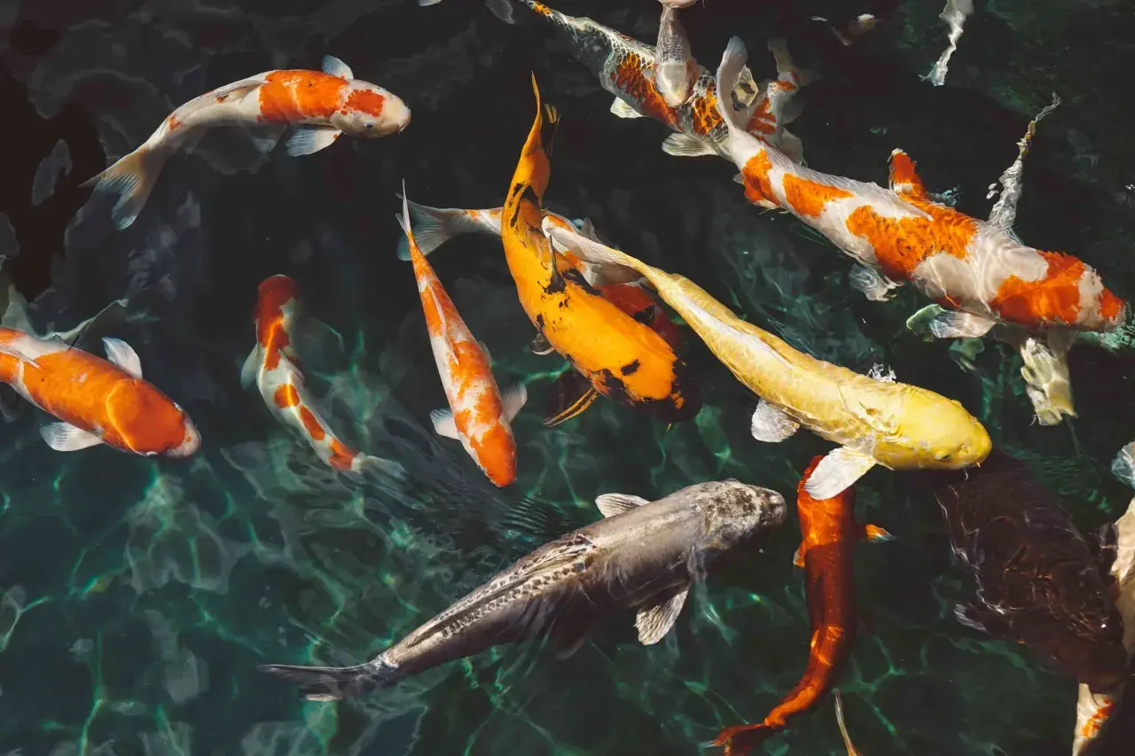 Un estanque lleno de peces koi de colores vibrantes, naranjas, blancos y dorados, nadando en aguas cristalinas. Es como soñar con peces.