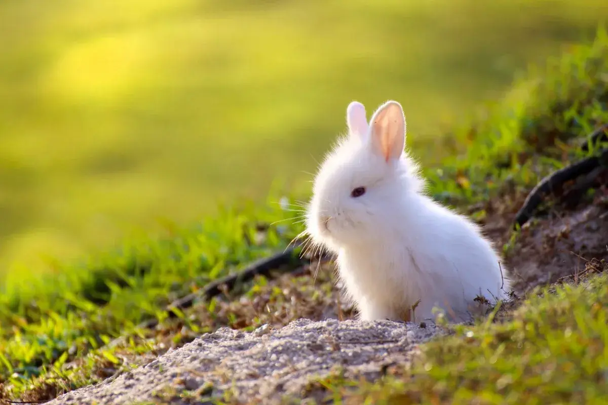 Un tierno conejo mini toy adulto, blanco y esponjoso, asoma entre la hierba verde bajo la luz del sol.