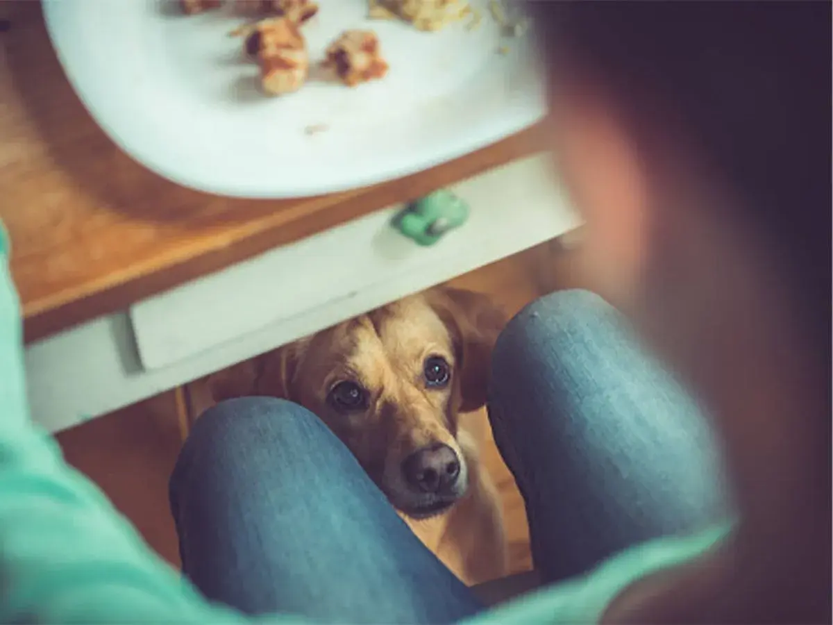 Un perro mira con esperanza desde debajo de una mesa, esperando que le den un trozo de pan.