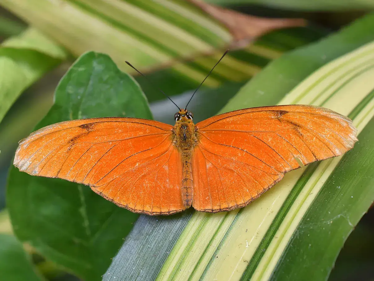 Ein leuchtend oranger Schmetterling ruht auf grünen Blättern. Seine Flügel sind leicht geöffnet, und man fragt sich, wie alt werden schmetterlinge, um diese Schönheit zu erleben.