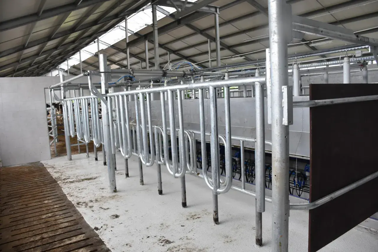 Nowoczesna obora wolnostanowiskowa na 40 krów z systemem udojowym. Jasne wnętrze, metalowe przegrody i podesty.