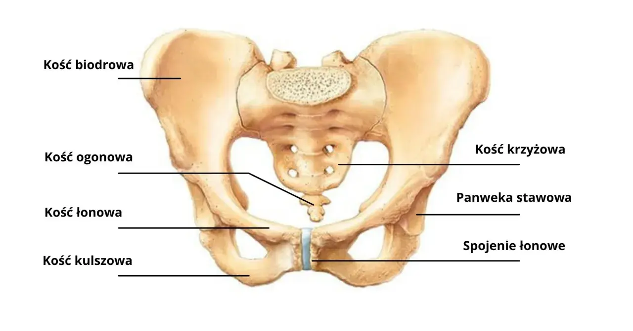 Anatomia miednicy: kość biodrowa, kość krzyżowa, kość ogonowa, panewka stawowa, spojenie łonowe, kość łonowa i kość kulszowa.