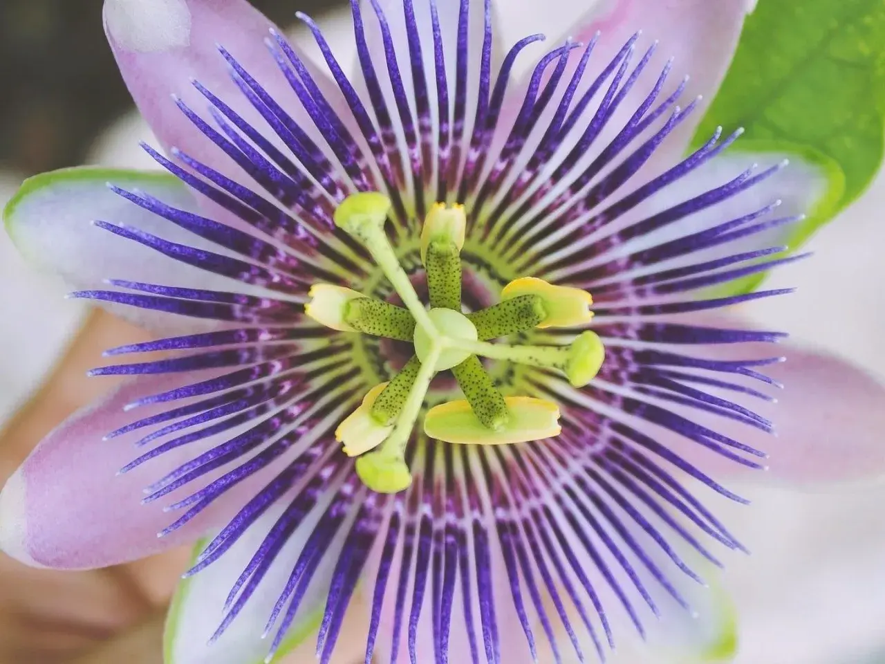 Detailaufnahme einer lila-weißen Passionsblume. Informiere dich über Passionsblume Nebenwirkungen, bevor du sie verwendest.