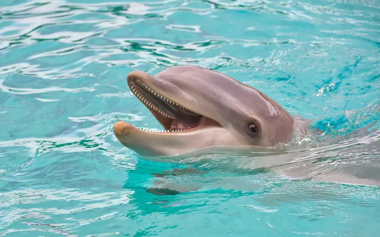 Uśmiechnięty delfin wynurza się z turkusowej wody. Poznaj fascynujące ciekawostki o ssakach morskich!