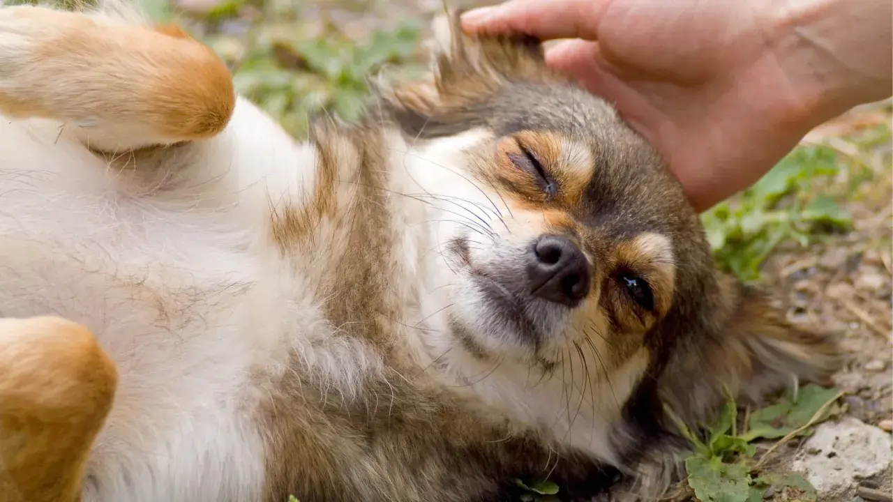 Uroczy piesek rasy chihuahua, z zamkniętymi oczami, cieszy się pieszczotami. Jego futerko jest długie i puszyste, a łapki wyciągnięte w górę. Zylexis, czuje się jak w niebie.