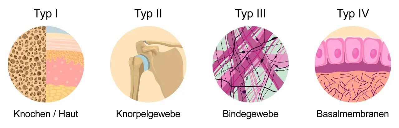 Kollagen ist ein wichtiges Protein. Die Grafik zeigt Typen von Kollagen in Knochen, Haut, Knorpel, Bindegewebe und Basalmembranen.