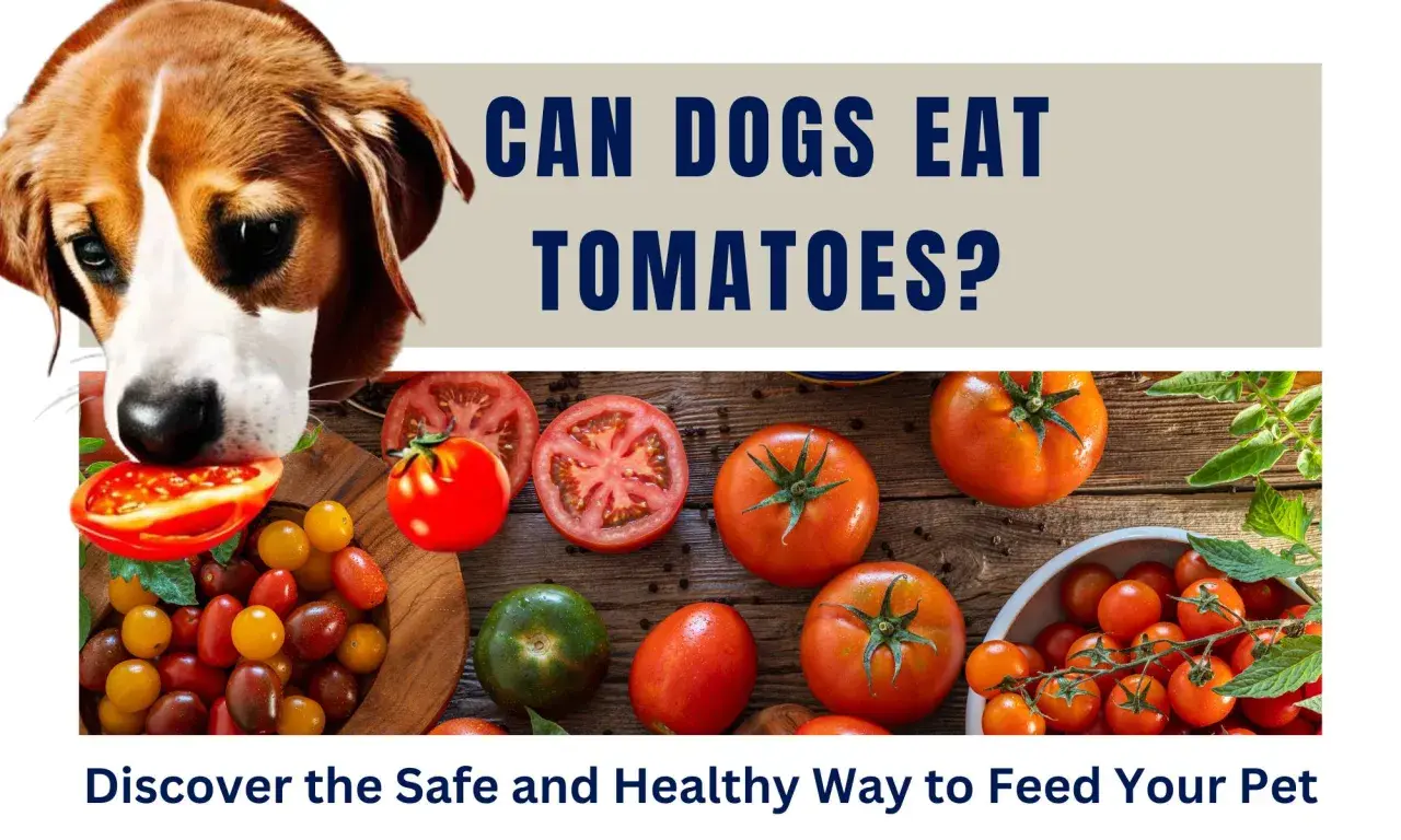 A curious dog sniffs a tomato, prompting the question: can dogs eat tomatoes? The image displays various ripe tomatoes and cherry tomatoes.