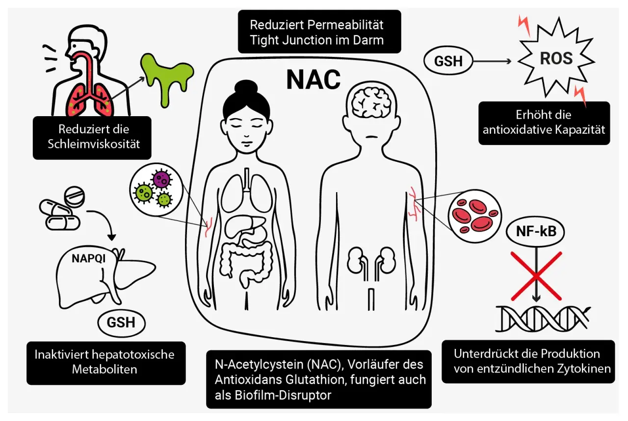 N-Acetylcystein (NAC) schützt Leber, Lunge und Darm, erhöht antioxidative Kapazität und unterdrückt Entzündungen.