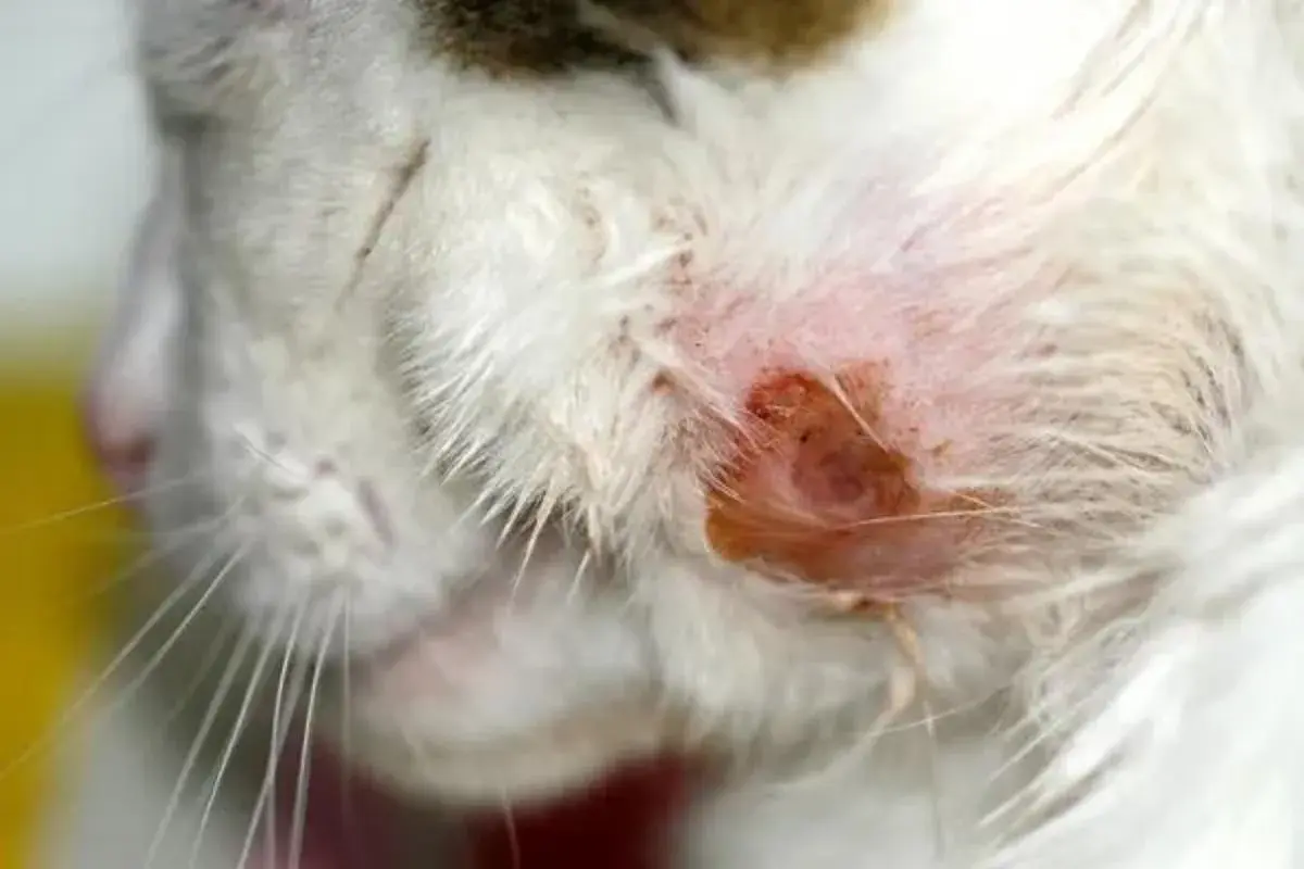 Primer plano de la cara de un gato con una herida roja e inflamada, mostrando varios tipos de heridas en gatos.