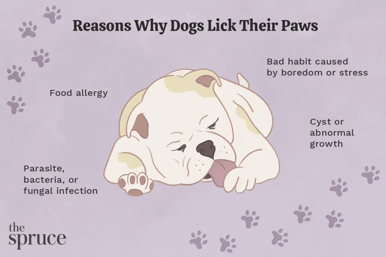 Illustration showing a dog licking its paw, with text listing reasons for excessive licking: food allergy, infection, growth, or boredom/stress.