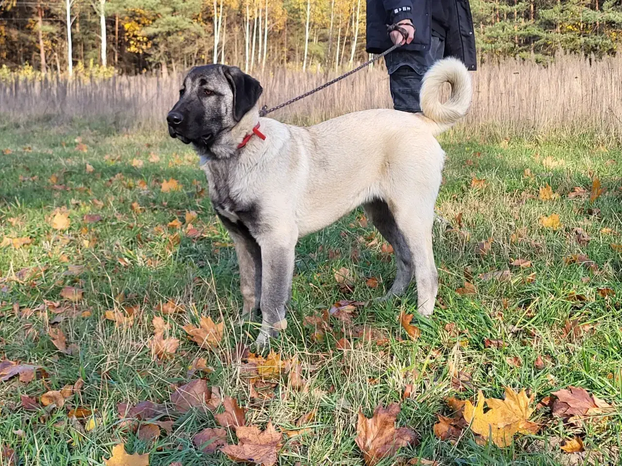 Piękny kangal na spacerze jesienią. Zastanawiasz się nad kangal cena? Ten pies to wspaniały towarzysz.