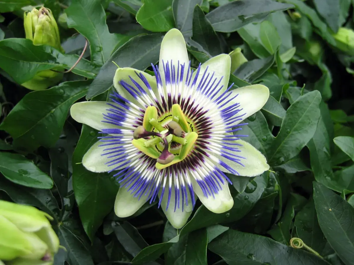 Fleur de passiflora caerulea, aux pétales blancs et verts, ornée de filaments bleus et pourpres. Un bouton floral vert est visible à gauche.