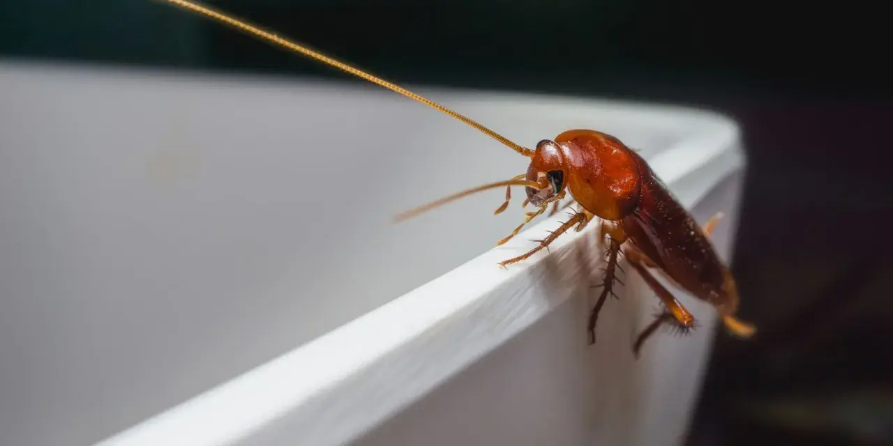 Un cafard brun sur le bord d'un récipient blanc. Une image pour illustrer comment se débarrasser des cafards naturellement.